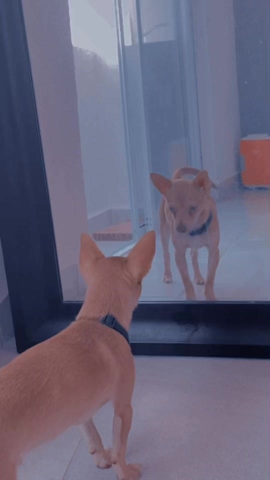 Post 10 by Janeli Morales on TikTok (video)