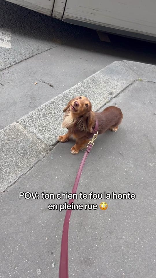 Post 2 by Scotty in Paris on TikTok (video)