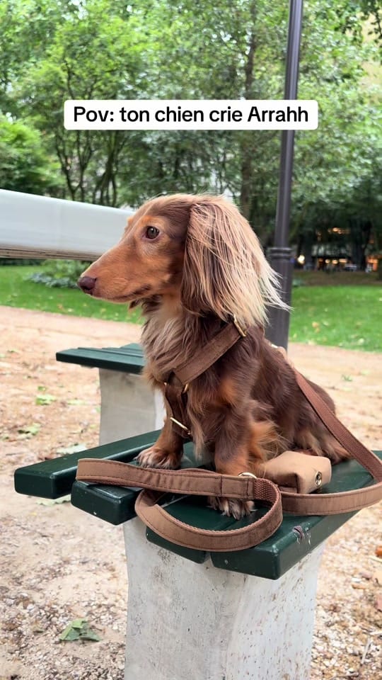 Post 5 by Scotty in Paris on TikTok (video)