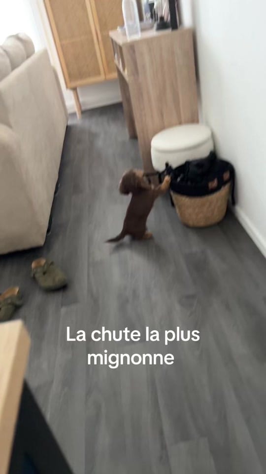 Post 9 by Scotty in Paris on TikTok (video)