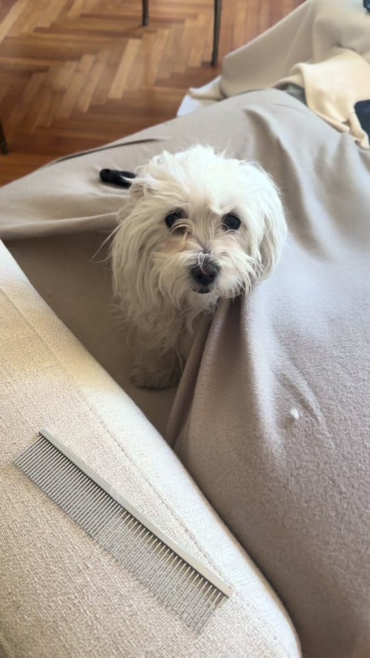 Post 3 by franciktisi on TikTok (video)