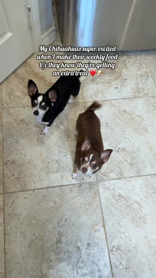 Post 10 by 🌺 Dawn & the Paws🐾 on TikTok (video)