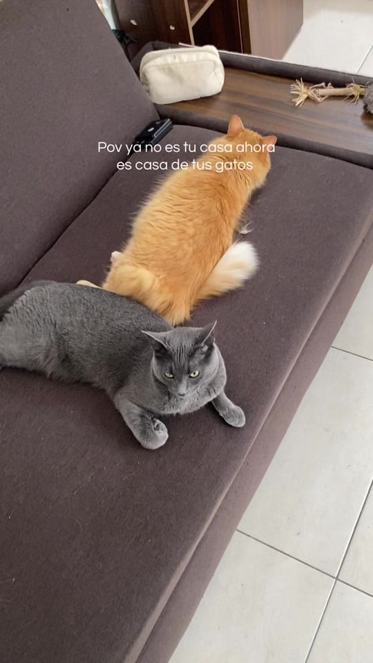 Post 8 by Daretsi Leon on TikTok (video)