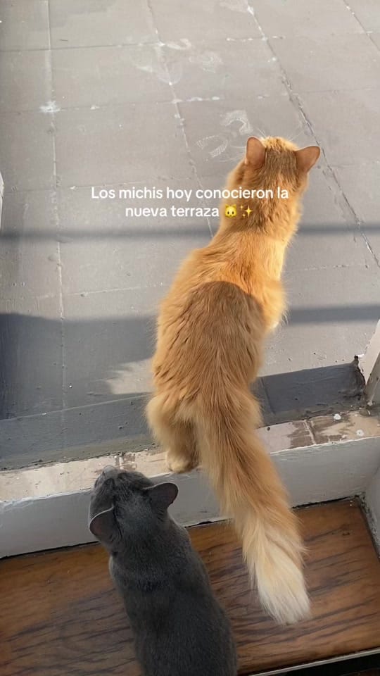 Post 6 by Daretsi Leon on TikTok (video)