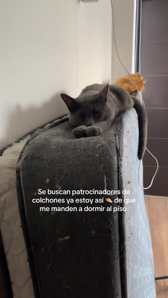 Post 10 by Daretsi Leon on TikTok (video)