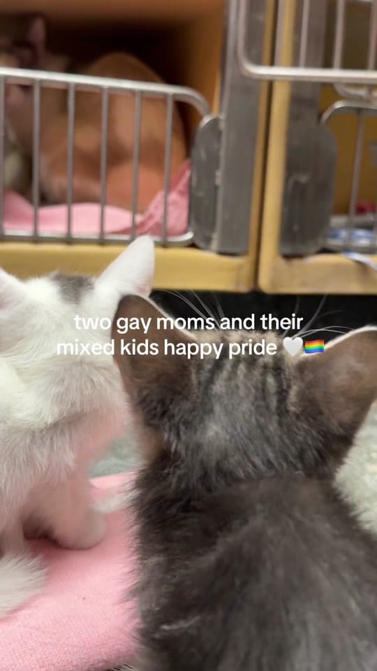 Post 1 by Sara on TikTok (video)