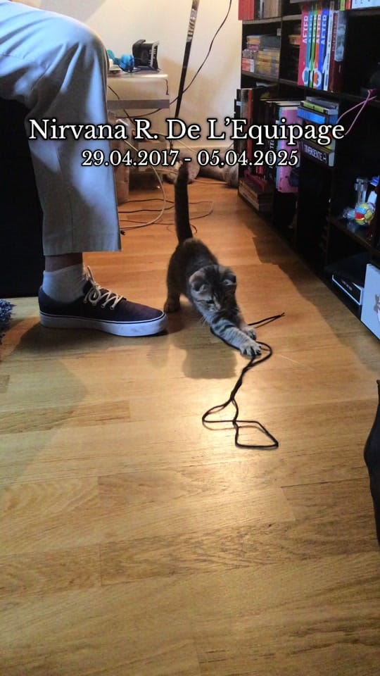 Post 9 by ᴀᴄʜᴋᴀ on TikTok (video)