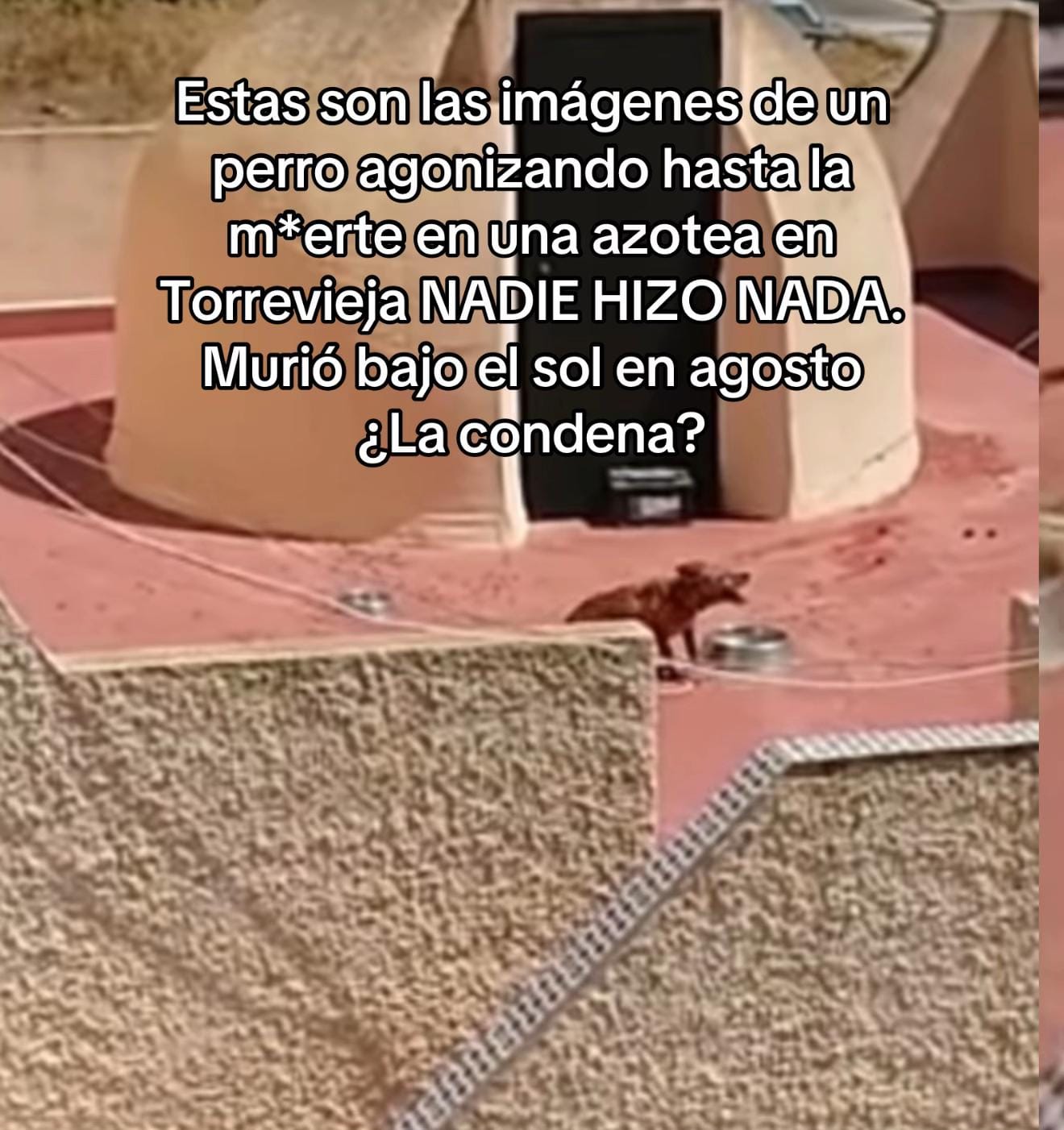 Post 2 by crisveganqueen on TikTok (video)