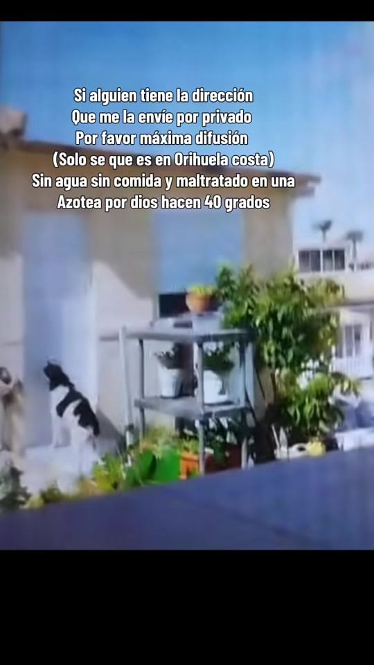 Post 1 by crisveganqueen on TikTok (video)