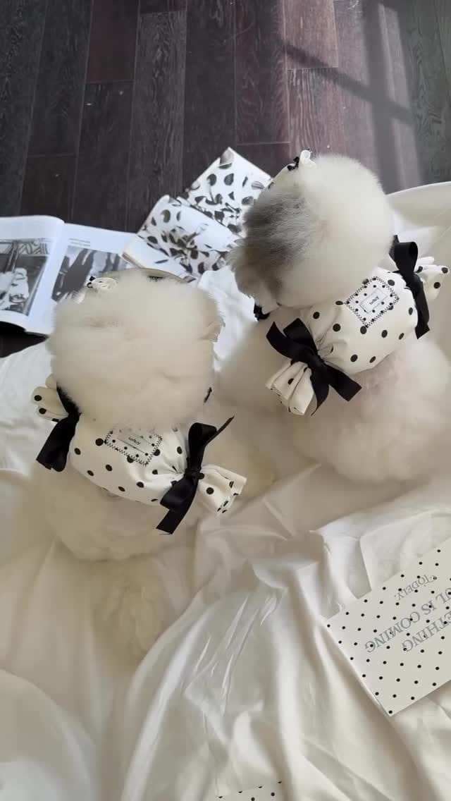 Post 6 by ᴀɴɢᴇ -ᴅᴏɢ ᴡᴇᴀʀ sʜᴏᴘ- on Instagram (video)