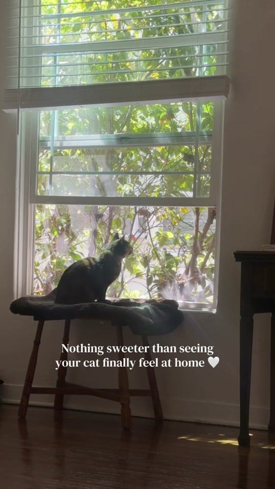Post 9 by Sam Fournier on TikTok (video)