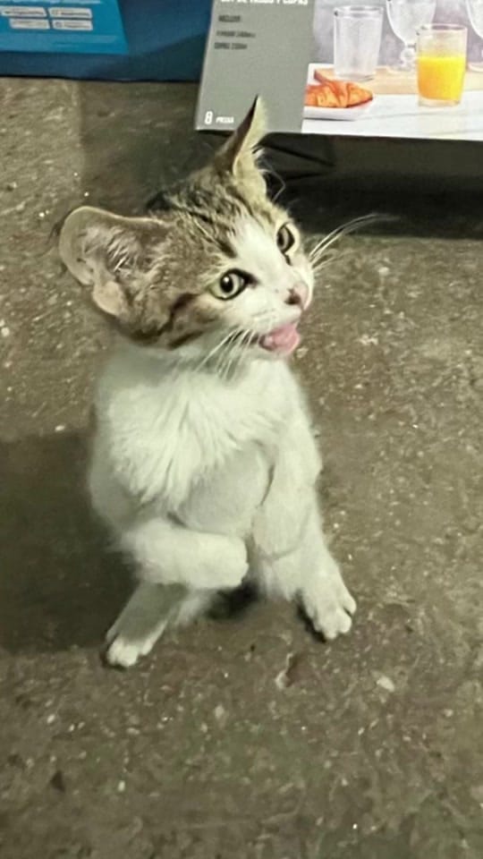 Post 2 by Dimas Gerardo on TikTok (video)