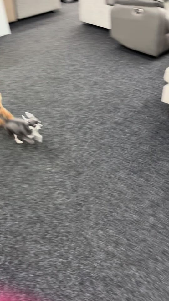 Post 2 by Little Blue on TikTok (video)
