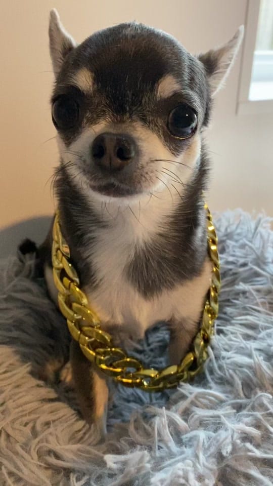 Post 9 by Little Blue on TikTok (video)
