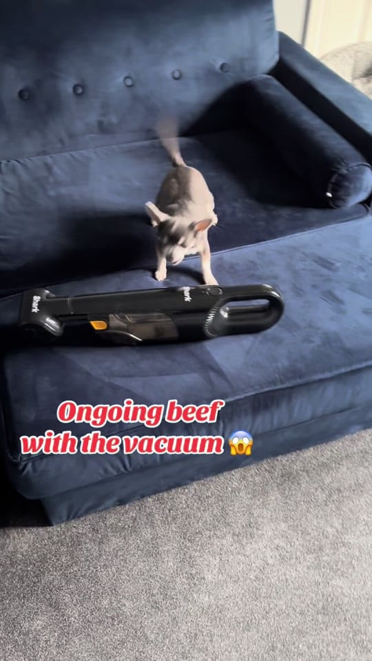 Post 5 by Little Blue on TikTok (video)