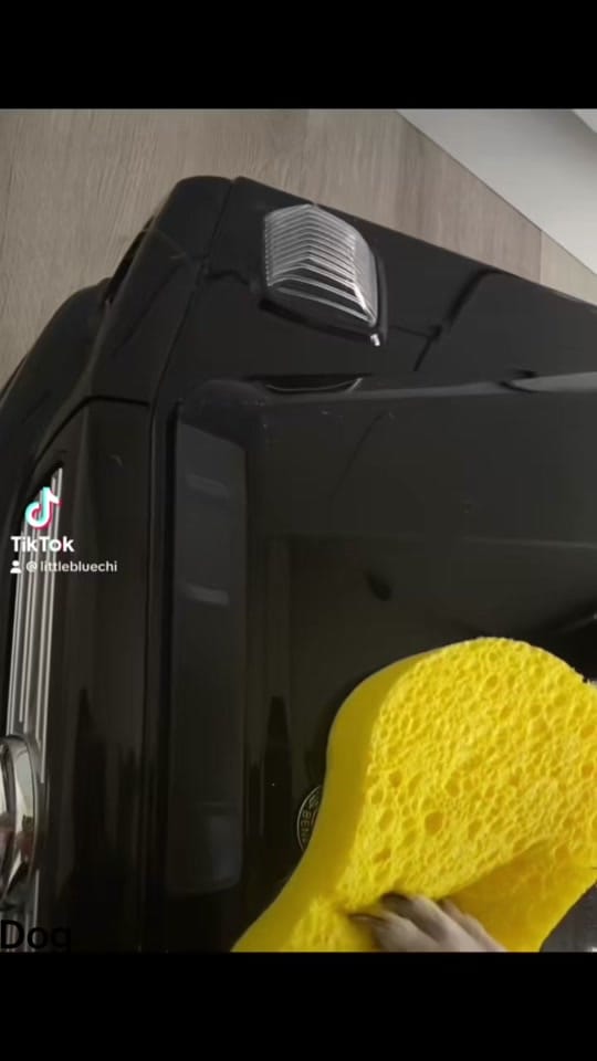 Post 10 by Little Blue on TikTok (video)