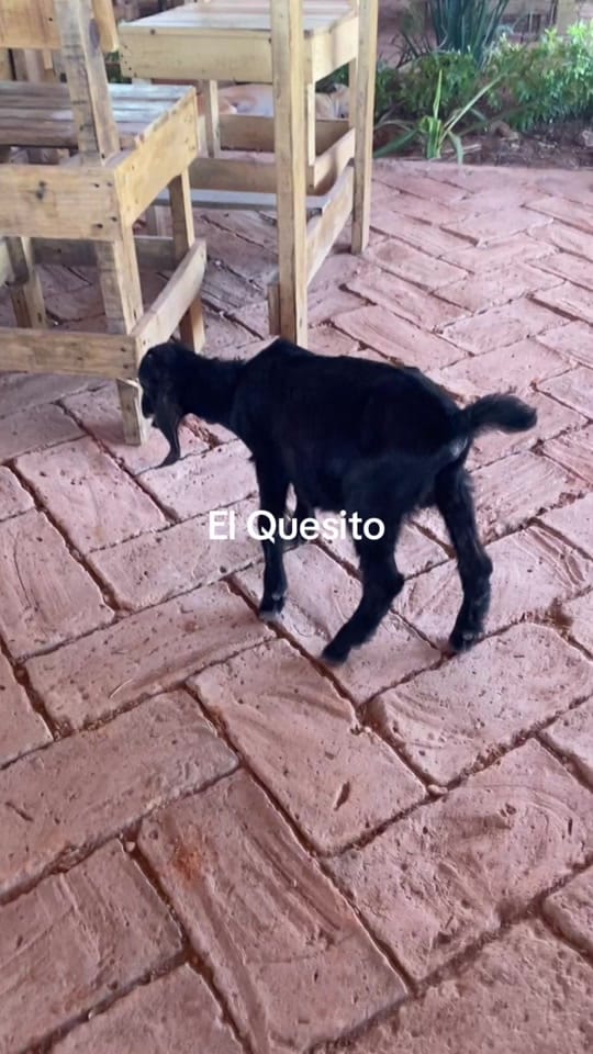 Post 8 by elmikiastorga on TikTok (video)