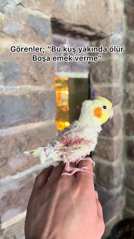 Post 2 by Mehmet Gezen on TikTok (video)