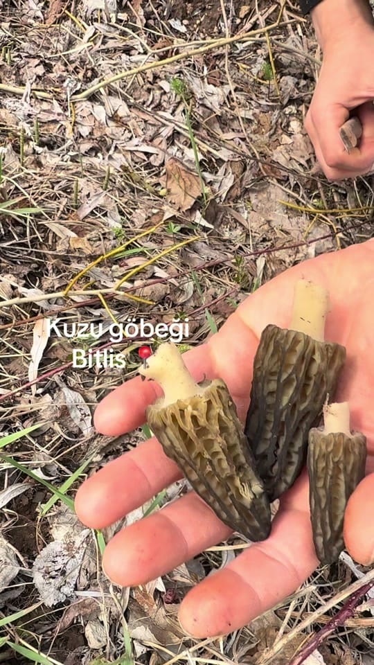 Post 5 by Mehmet Gezen on TikTok (video)
