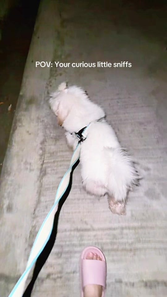 Post 1 by Mimi 🏳‍🌈🇵🇭🇫🇷 on TikTok (video)