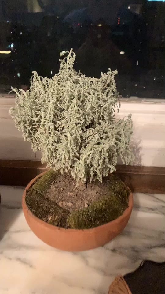 Post 8 by RicarrdoR on TikTok (video)