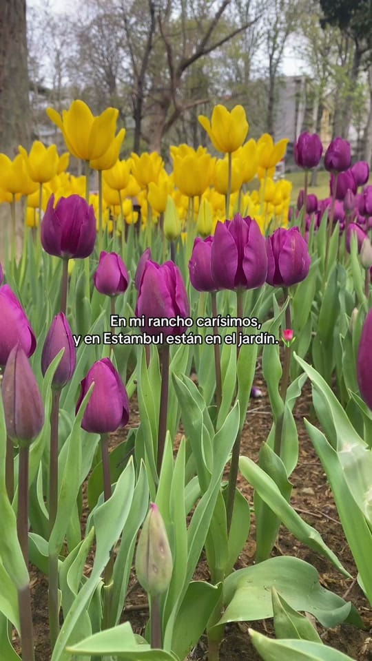 Post 1 by Damissss on TikTok (video)