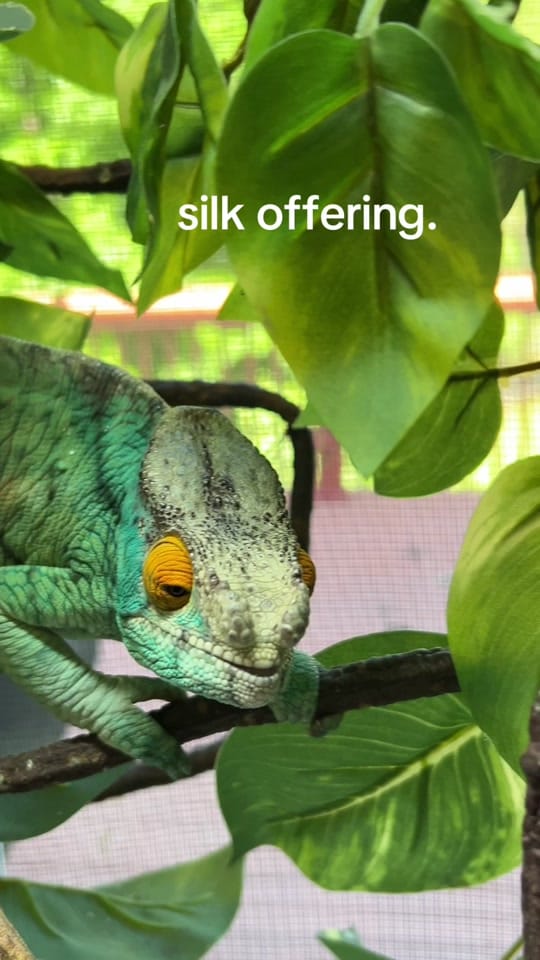 Post 7 by Camera Chameleon on TikTok (video)