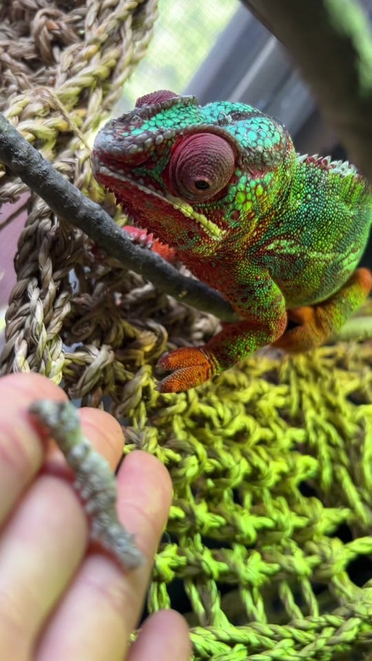 Post 5 by Camera Chameleon on TikTok (video)