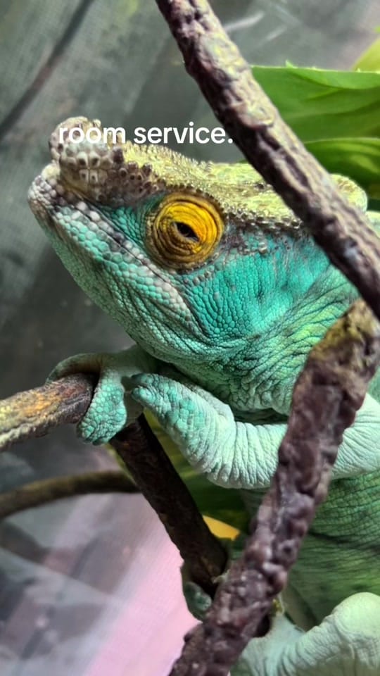 Post 6 by Camera Chameleon on TikTok (video)
