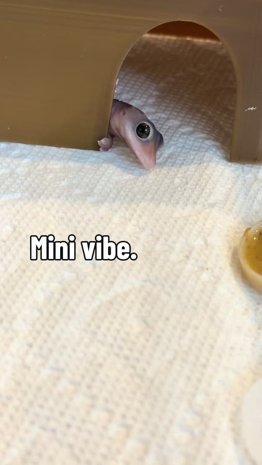 Post 1 by Camera Chameleon on TikTok (video)