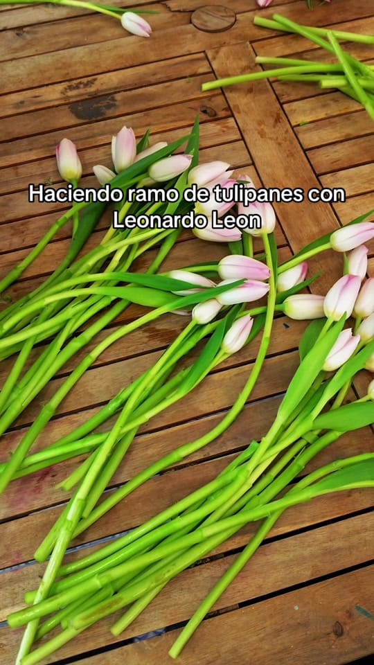 Post 1 by Leonardo  León on TikTok (video)