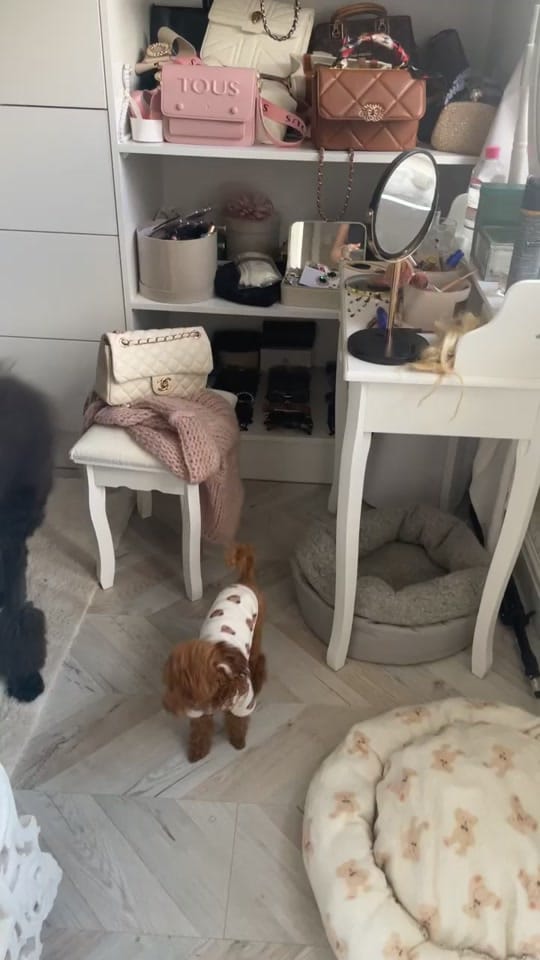 Post 1 by ❤️CHIHUAHUA❤️ on TikTok (video)