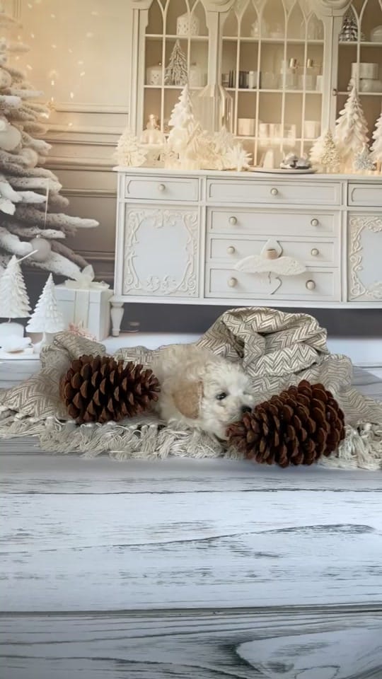 Post 5 by ❤️CHIHUAHUA❤️ on TikTok (video)