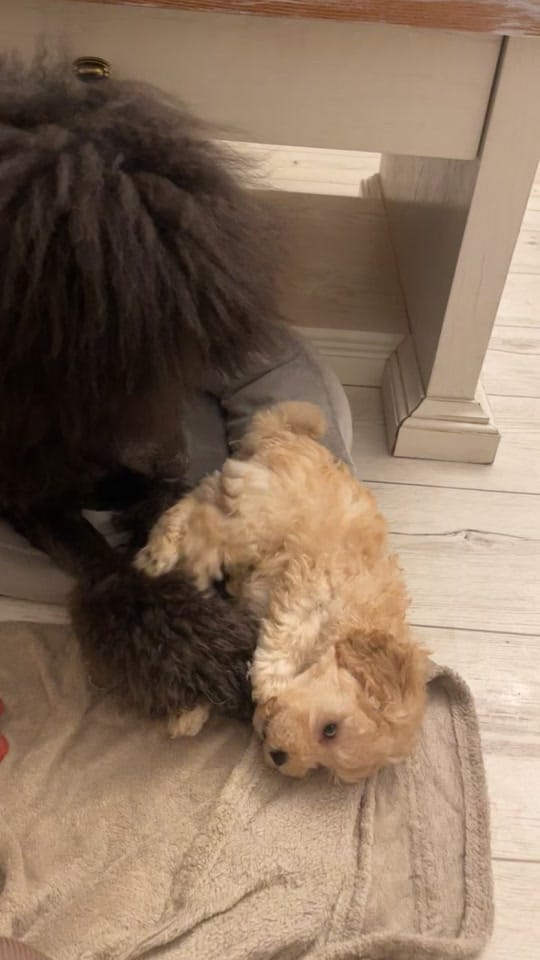 Post 3 by ❤️CHIHUAHUA❤️ on TikTok (video)