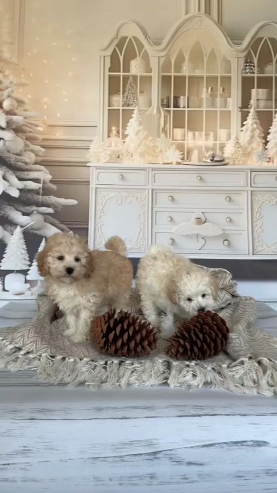 Post 4 by ❤️CHIHUAHUA❤️ on TikTok (video)