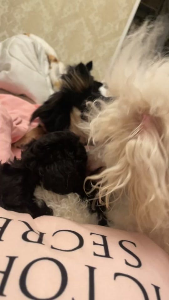 Post 9 by ❤️CHIHUAHUA❤️ on TikTok (video)