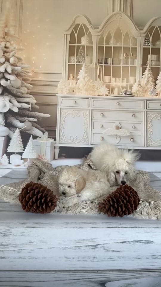 Post 6 by ❤️CHIHUAHUA❤️ on TikTok (video)