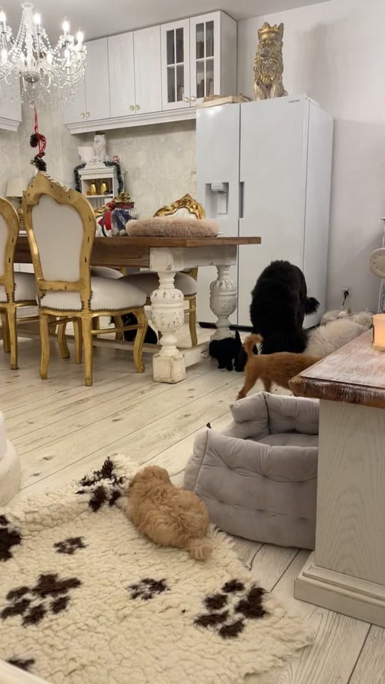 Post 8 by ❤️CHIHUAHUA❤️ on TikTok (video)
