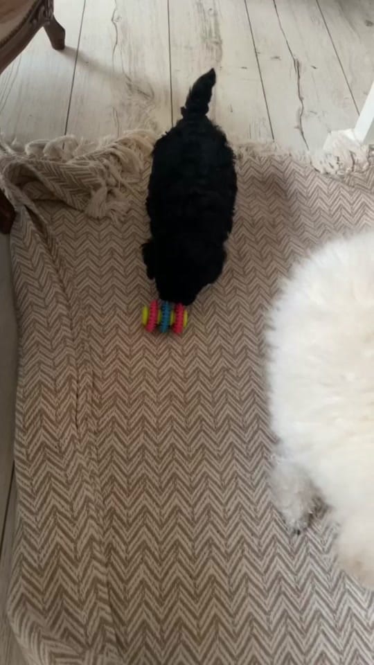 Post 2 by ❤️CHIHUAHUA❤️ on TikTok (video)