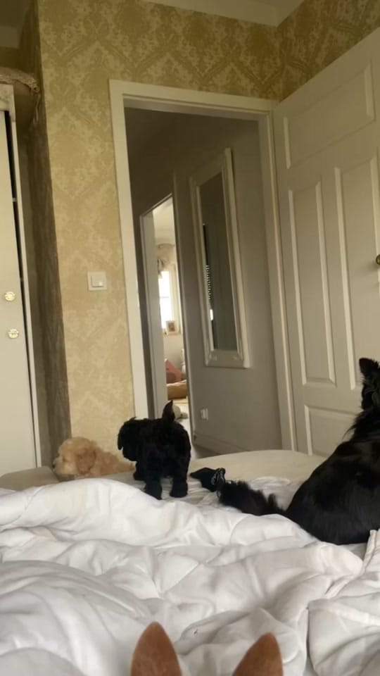 Post 7 by ❤️CHIHUAHUA❤️ on TikTok (video)