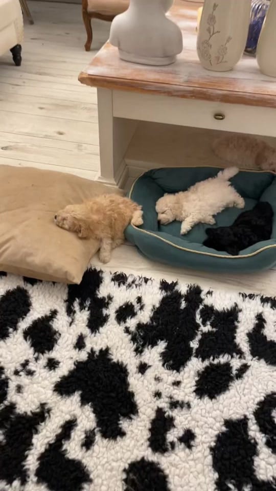Post 10 by ❤️CHIHUAHUA❤️ on TikTok (video)