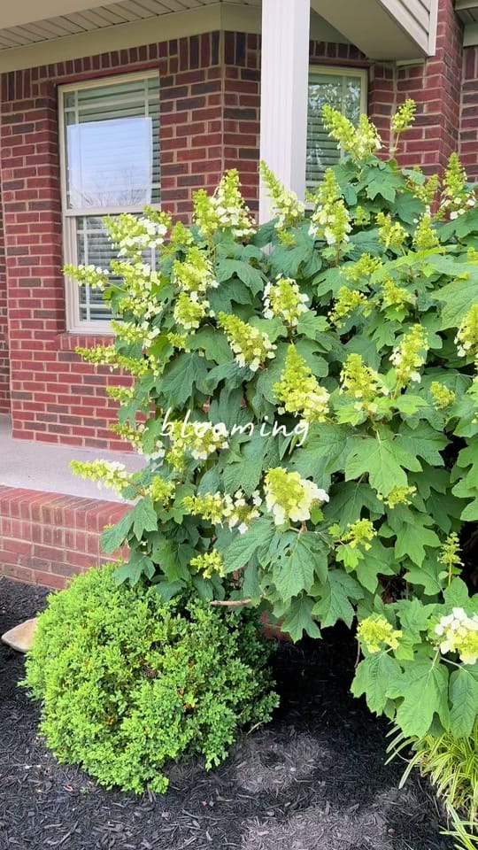 Post 7 by Brittany 💙 |KY Home + Life on TikTok (video)