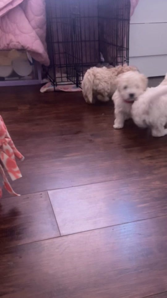 Post 5 by Deiisy Dpo on TikTok (video)