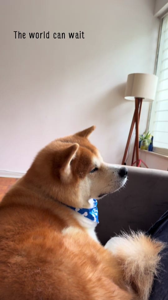Post 9 by LEÓN FISCH 🦁 🐟 on TikTok (video)