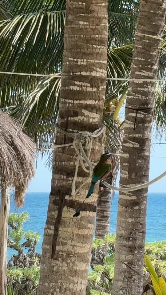 Post 5 by Yucatán Today on TikTok (video)
