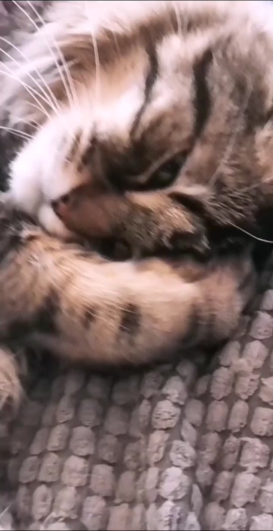 Post 8 by Mademoiselle Audrey on TikTok (video)