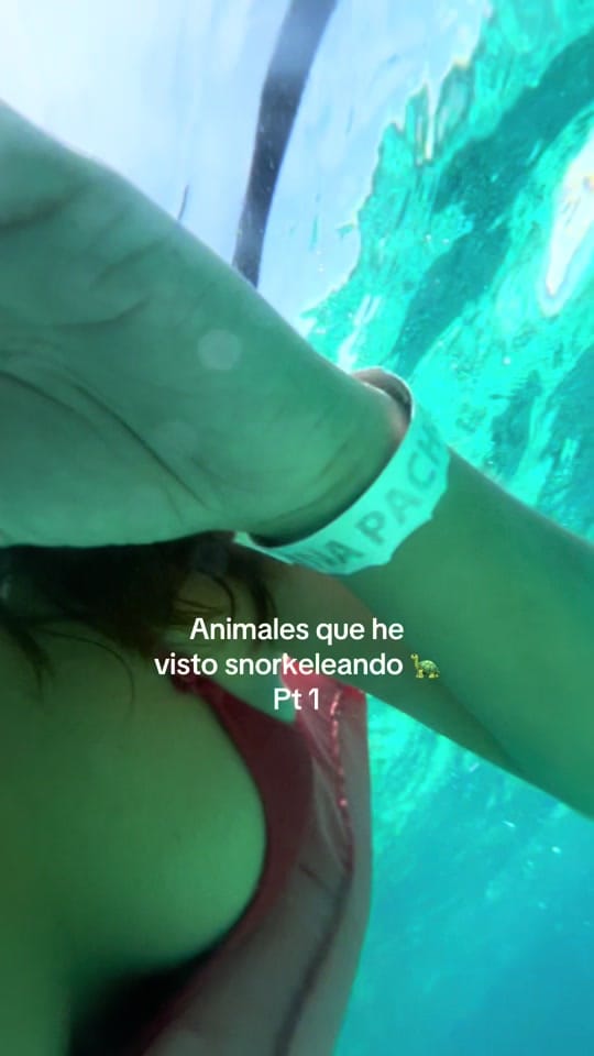 Post 4 by amanitafungica on TikTok (video)