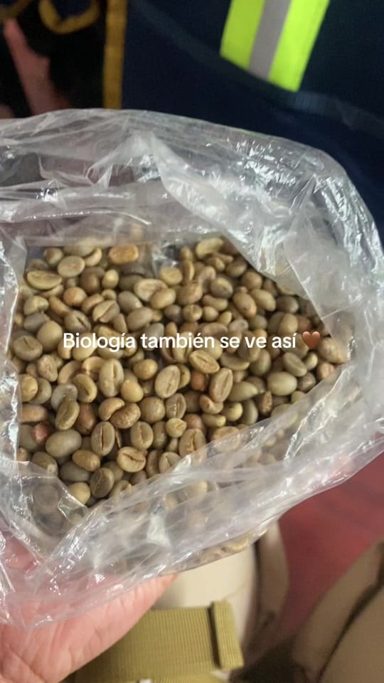 Post 9 by amanitafungica on TikTok (video)