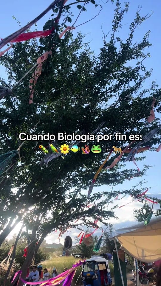 Post 6 by amanitafungica on TikTok (video)