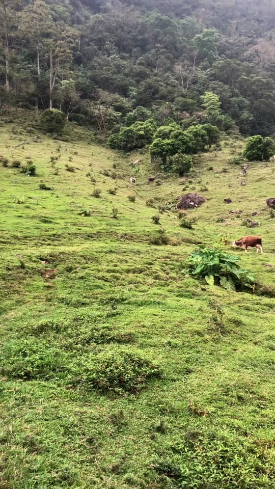 Post 8 by amanitafungica on TikTok (video)